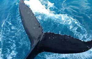 image n.4 of Noosa; Noosa Thriller Whale Watching activity in Noosaville, uploaded by supplier