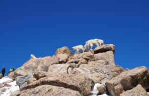 obrázok č. 4 aktivity Z Denveru: Výlet na vrchol Mount Blue Sky a ľadovcové jazero v destinácii Colorado, obrázok nahral dodávateľ