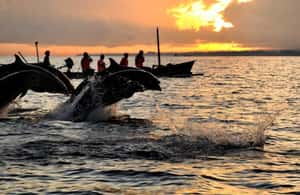 изображение № 4 от Бали/Ловина: Делфин с шнорхел, плуване и водопад за дейност из Бали, качено от доставчика