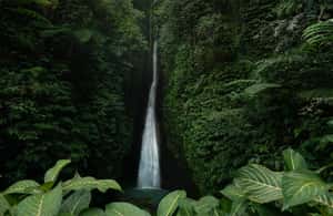 image n.4 of West Bali: Jatiluwih Rice Terrace and Tanah Lot Sunset Tour activity in Jatiluwih, uploaded by supplier