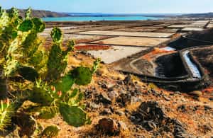 Bild Nr. 3 von Lanzarote: Vulkane von Timanfaya und Höhlen Tour mit Mittagessen Aktivität in Haría, hochgeladen vom Anbieter