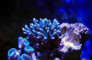 image n.3 of La Paz: Coral Farm Snorkel Tour activity in La Paz, Mexico, uploaded by supplier