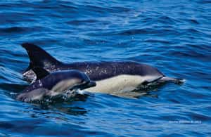 image n.3 of Gibraltar: Dolphin Watching Tour activity in Gibraltar, uploaded by supplier
