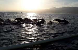 image n.3 of Bali dolphin, swim & snorkeling in Lovina Bali activity in Lovina, uploaded by supplier