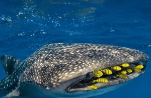 image n.4 of AMAZING SUMBAWA WHALE SHARK TOUR activity in West Nusa Tenggara, uploaded by supplier