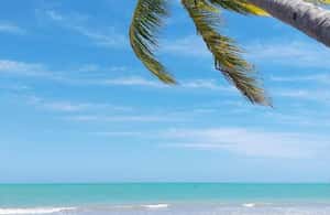 imaginea n.4 a activității Maceió: Turul Plajei Ipioca (Hibiscus Beach Club) în Maceió, încărcată de organizator