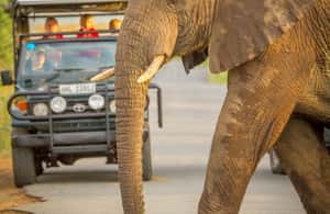 image n.4 of Durban:3 Day Hluhluwe-Imfolozi Park, St Lucia, iSimangaliso activity in Hlabisa, uploaded by supplier