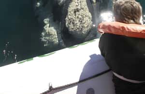 Bild Nr. 3 von Puerto Piramides: Walbeobachtungstour mit dem Boot Aktivität in Argentinien, hochgeladen vom Anbieter