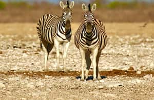 afbeelding n.4 van 4 dagen Etosha National Park en Swakopmund Lodging activiteit in Kunene-regio, geüpload door aanbieder