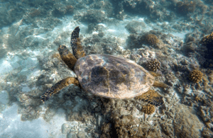 image n.3 of Cabo Pulmo Snorkeling activity in Baja California Sur, uploaded by supplier