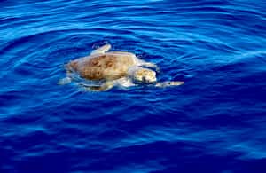 bild nr.3 av Manuel Antonio: Havskajak till Biesanz Beach & snorkling aktivitet i Quepos, uppladdad av arrangören