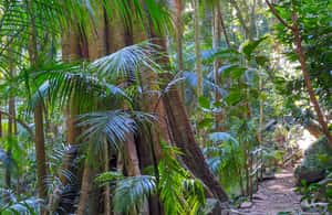 Bild Nr. 3 von Von Brisbane aus: Tamborine Mountain und Paradise Point Tour Aktivität in Tamborine Mountain, hochgeladen vom Anbieter