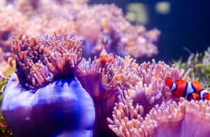 зображення №3 активності «Екскурсії по Червоній річці - морські прогулянки на острові Фукуок» в такій локації: An Thoi, острів Фукуок, завантажене постачальником