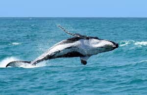 imatge núm.4 de l'activitat de Tour Privat Cap Frio: Bellesa Natural i Cultura Local a Regió Sud-est, Brasil, penjada pel proveïdor