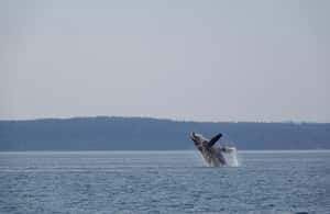 image n.3 of Campbell River: Whale & Wildlife Discovery Cruise activity in British Columbia, uploaded by supplier