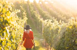 image n.3 of Panoramic Prosecco Tasting Tour From Padua activity in Valdobbiadene, uploaded by supplier