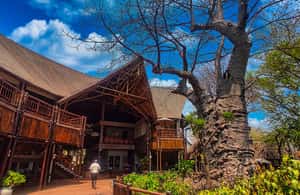 image n.4 of From Zimbabwe: Chobe Safari and Quadripoint Day trip activity in Victoria Falls Town, uploaded by supplier
