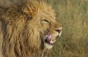 image n.3 of Johannesburg Lion Park and Lesedi Cultural Village activity in Hartbeespoort, uploaded by supplier