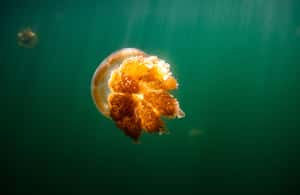 image n.4 of Snorkeling with Stingless Jelly Fish, Indonesia Banggai activity in Central Sulawesi, uploaded by supplier