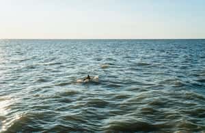 obrázok č. 3 aktivity Cape May: Plavba pri západe slnka a pozorovanie delfínov na ostrove Cape May v destinácii Delaware, obrázok nahral dodávateľ