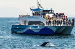 bild nr.3 av Long Beach: Valskådningskryssning och delfinskådning aktivitet i Los Angeles, uppladdad av arrangören