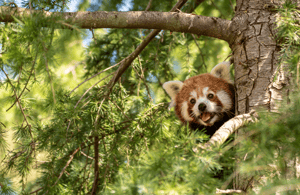 billede nr.3 af aktiviteten Rotterdam: Rotterdam Zoo Blijdorp entrébillet i Rotterdam, uploadet af udbyder