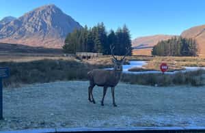 billede nr.3 af aktiviteten Fra Edinburgh: Dagstur til Kelpies, Glencoe og Loch Lomond i Det skotske højland, uploadet af udbyder