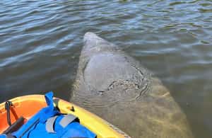 image n.3 of Bradenton: Anna Maria Island Guided Kayaking Manatee Tour activity in Bradenton, Florida, uploaded by supplier