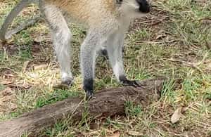 image n.3 of Overnight safari to Tsavo East from Mombasa / Diani Beach activity in Coast Province, uploaded by supplier