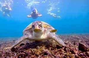 billede nr.3 af aktiviteten Koh Tao: Snorkeltur til øen Nang Yuan og skjulte bugter i Thailandbugten, uploadet af udbyder