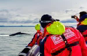 bild nr.3 av Reykjavik: RIB-båttur för val- och lunnefågelskådning aktivitet i Reykjavik, uppladdad av arrangören
