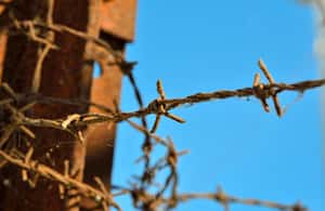 Immagine nº 4 di Da Varsavia: Tour di Auschwitz-Birkenau in auto attività a Oswiecim, caricata dal fornitore