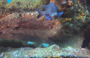 image n.4 of Terceira Island: Snorkeling Adventure activity in Angra do Heroísmo, uploaded by supplier