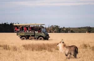 image n.3 of Plettenberg Bay Game Reserve: 2-Hour Game Drive activity in Western Cape, uploaded by supplier