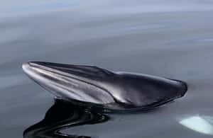 サプライヤーによってアップロードされた、スコットランド高地のマル島グレンゴーム城でのガイド付き野生動物観察の画像#3