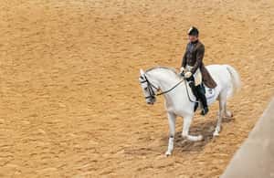 Image N°4 de Vienne : Formation à l'école d'équitation espagnole activité à Vienne, publiée par le prestataire