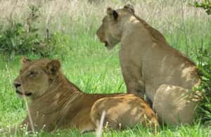 slika br. 3 iz kolekcije iz Zanzinbara: 3-dnevni safari s divljim životinjama u Nyerereu avionom aktivnosti u mjestu Regija Kigoma, prenio opskrbni partner