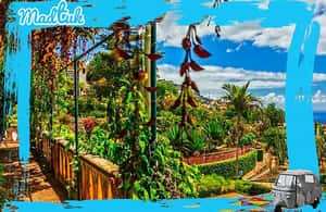 image n.4 of Madeira: Botanical Gardens + Old Town Tuk-Tuk Tour by MadTuk activity in Funchal, uploaded by supplier