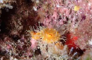 image n.4 of Night Snorkeling: An unforgettable experience! activity in Madeira, uploaded by supplier