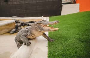 bild nr.4 av Miami: Everglades Adventure Everglades Adventure & rundtur med stor buss hop-on hop-off-buss aktivitet i Miami, uppladdad av arrangören