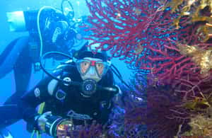 Immagine nº 3 di Villasimius: Capo Carbonara Meravigliosa immersione guidata attività a Villasimius, caricata dal fornitore