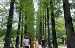 imagen n.º 4 de Seúl: Excursión de un día a Gangwon-do con el Mundo de la Alpaca y la Isla de Nami actividad en Gapyeong-gun, subida por el proveedor