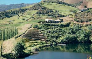 image n.3 of Douro Valley: PRIVATE TOURS with 1 Wine Tasting activity in Lisbon, uploaded by supplier