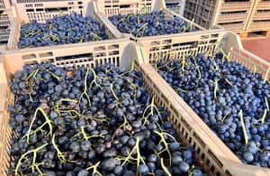 Immagine nº 4 di Il tour completo dell'Amarone: 2 cantine, pranzo e approfondimento sull'Amarone attività a Verona, caricata dal fornitore