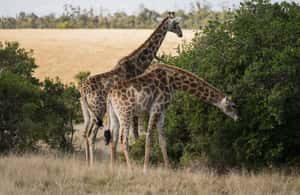 image n.4 of Plettenberg Bay Game Reserve: 2-Hour Game Drive activity in Western Cape, uploaded by supplier