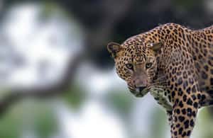 image n.3 of Galle/Mirissa/Tangalle: Transfer to Ella & Yala Safari activity in Hambantota, uploaded by supplier