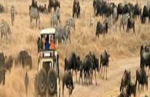 image n.4 of Perfect 2-Day Tanzania Safari: Tarangire & Ngorongoro Tour activity in Arusha (Region), uploaded by supplier