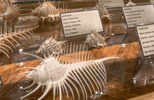 image n.4 of Cavtat: Shell Museum Entry Ticket with Guided Tour Option activity in Cavtat, uploaded by supplier