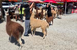 bilde nr.4 av Privat Medellín: Guatapé, Peñol Rock, båt og gårdsbesøk aktivitet i Guatapé, lastet opp av leverandør