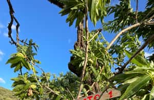 image n.3 of Near Cagliari: Almond Blossom Magic at "In Our Garden" (new) activity in Quartu Sant'Elena, uploaded by supplier